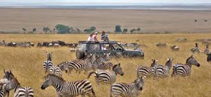 Zebras Seen in the Serengeti - Africa Gay Men Tours