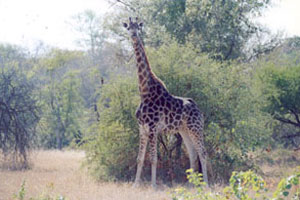 Giraffe Looking at Camera - Africa Gay Men Safari