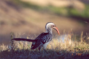 Hornbill Standing in Shadow - Africa Gay Men Tours