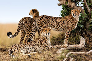 3 Cheetahs on Africa Gay Men Safari