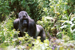 Silverback Pausing in Brush - Gorilla Encounter