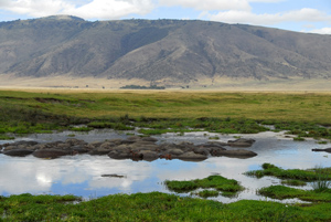 Hippos Bathing in Ngorngoro Crater Lake - Africa Gay Men Safari