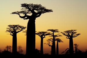 Baobab Trees At Dusk - Gay Adventures