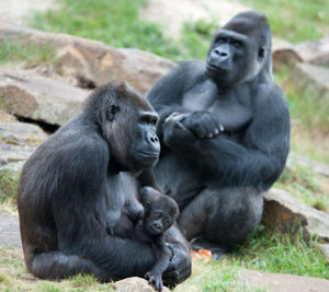 Gorilla Encounter with Family of Silverbacks