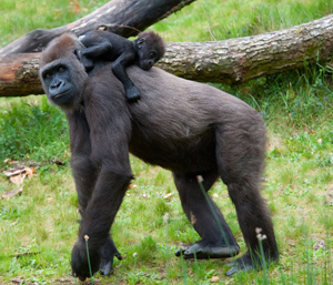 Baby Gorilla Climbing on Mom's Back - Gorilla Encounter