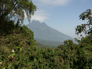 View of Mt. Bisoke Behind Trees - Gay Travel Adventures