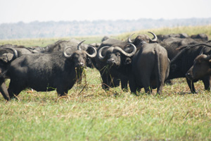 Herd of Water Buffalo - Gay Travel