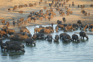 Water Buffaloes in Lake - Gay Men Adventures