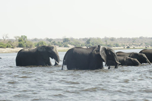 Elephants Crossing Through Lake - Africa Gay Men Tours