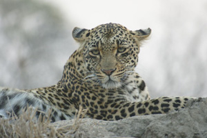 Leopard Laying Down - Africa Gay Men Safari