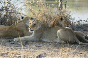 3 Lioness Laying Near Water - Africa Gay Men Tours