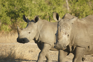 2 Rhinos Walking - Africa Gay Men Safari