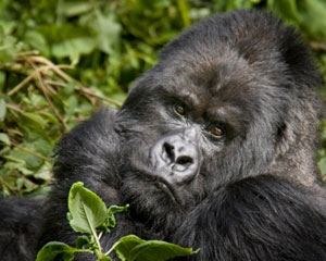 Gorilla Encounter with a Silverback