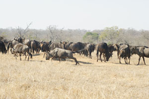 Herd of Wildebeest - Africa Gay Men Safari