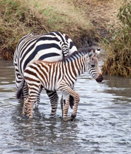 Baby Zebra & Mother Standing in Water - Gay Men Tours