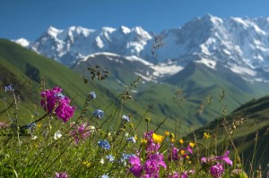 Alpine flowers