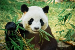 Panda eating bamboo