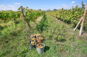 Harvest time, green grape inside buckets of the sunny valley farm. Farmers area with vineyards under blue sky